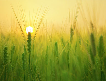 石家庄馨德茂生物科技有限公司