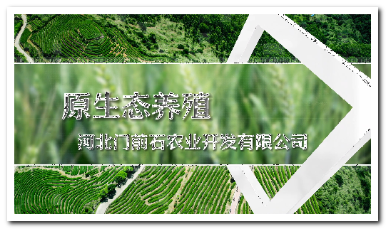 生态养猪企业宣传片